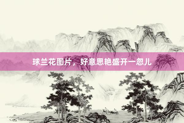 球兰花图片，好意思艳盛开一忽儿